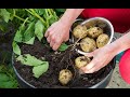 Pamamaraan sa pagtatanim ng patatas container gardening