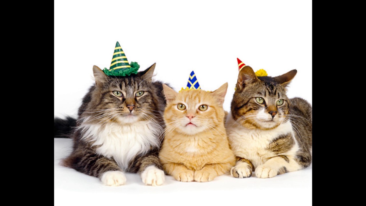 Развлечение день кошек. День кошек. С праздником Всемирный день кошек. Всемирный день кошек 8 августа. Международный день кошек открытки.