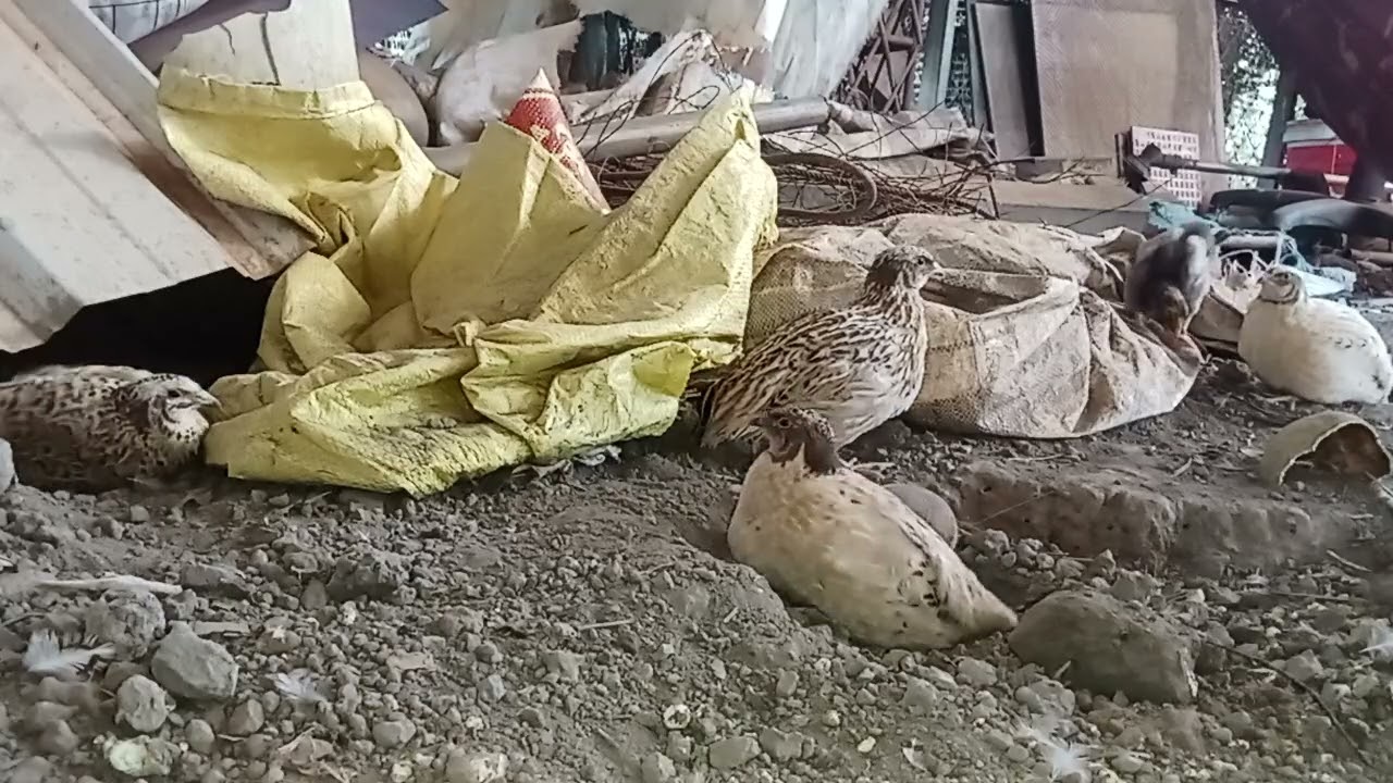 Hunting Wild Animals | Survival Skills in the Forest