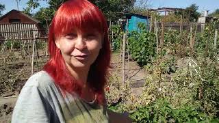видео: РОЗКИСЛЮЮ,ПІДЖИВЛЮЮ ГОРОД,СІЮ СИДЕРАТ-ГОТУЮ ЗЕМЛЮ ДО СЛІДУЮЧОГО СЕЗОНУ.ОБРОБЛЯЮ СМОРОДИНУ І МАЛИНУ ? картинка: РОЗКИСЛЮЮ,ПІДЖИВЛЮЮ ГОРОД,СІЮ СИДЕРАТ-ГОТУЮ ЗЕМЛЮ ДО СЛІДУЮЧОГО СЕЗОНУ.ОБРОБЛЯЮ СМОРОДИНУ І МАЛИНУ ?