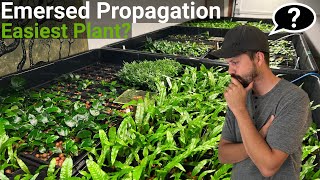 How To Propagate The EASIEST Aquarium Plant Emersed FAST! by Aquarium Plant Lab 36,459 views 1 year ago 6 minutes, 32 seconds