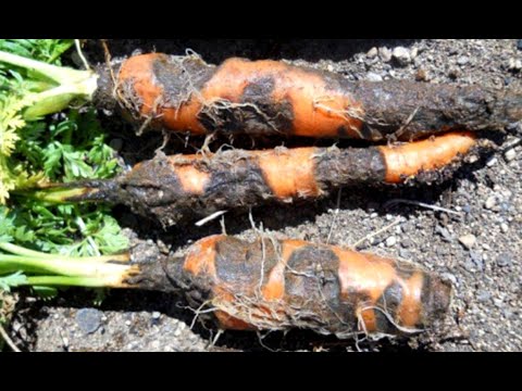 Video: What Causes Carrot Leaf Blight - Reasons For Carrot Leaf Blight Diseases