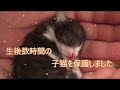 【猫動画】生後数時間の子猫を保護！