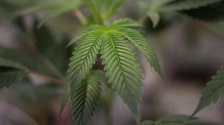 NDP calls for U.S. border deal for pot users