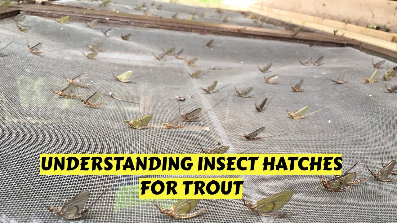 Learn Basics of Insect Hatches for Trout Fishing 