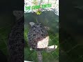 Amazing gian turtle in bali  bakasyon2023 turlesinbali gegemonvlogz2626 baliindonesia