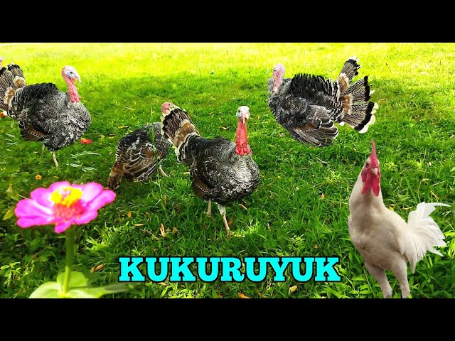 Lagu Kukuruyuk begitulah bunyinya Ayam berkokok ~ Apika and Jendra class=
