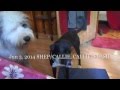 Dog Obedience Group, Wallkill, NY 845-430-1764 Dog Obedience Group, Wallkill, NY 845-430-1764