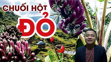 Chuối Hột Đỏ Măng Đen Kon Tum khác gì với Chuối Hột Rừng