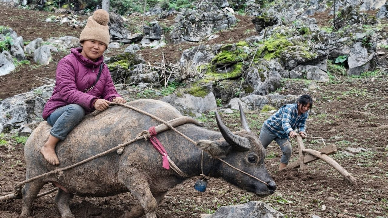 Chị Say Mắt Chòn Xoe Gật Đầu Lia Lịa Về Bạn Sía “Mẹ Đơn Thân” Về Khoản Cày Bừa 