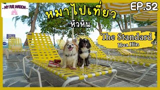 EP.52 - หมาไปเที่ยว | รีวิวโรงแรม The Standard Hua Hin เปิดห้องเริ่มต้นราคาดีที่น้องหมาพักได้แล้ว