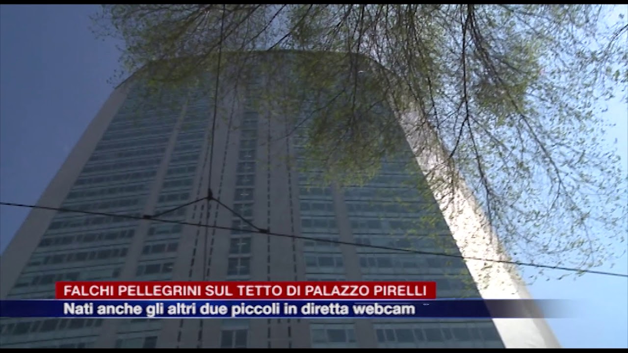 Falchi Pellegrini Aria E Vento