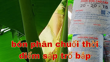 NÊN BÓN PHÂN CHO CHUỐI CHUẨN BỊ TRỔ BẮP