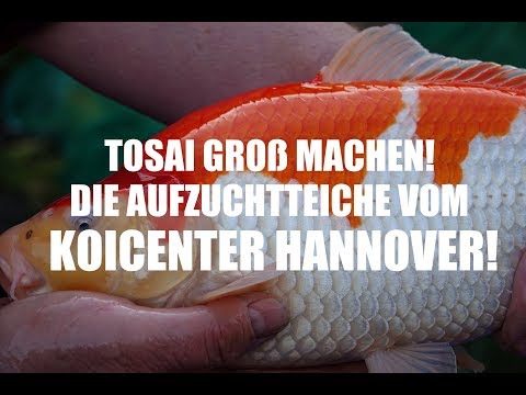 Abfischung der Aufzuchtteiche vom Koicenter Hannover