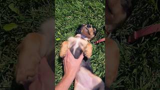 Dachshund Beauty Sleep