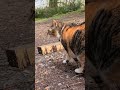 Kitties exploring campsite #campingwithcats #catsinnature #cats #catshorts #travelcats