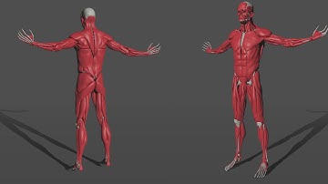 ZIVA VFX | R&D John Wayne Muscle Setup Simulation Breakdown CGI