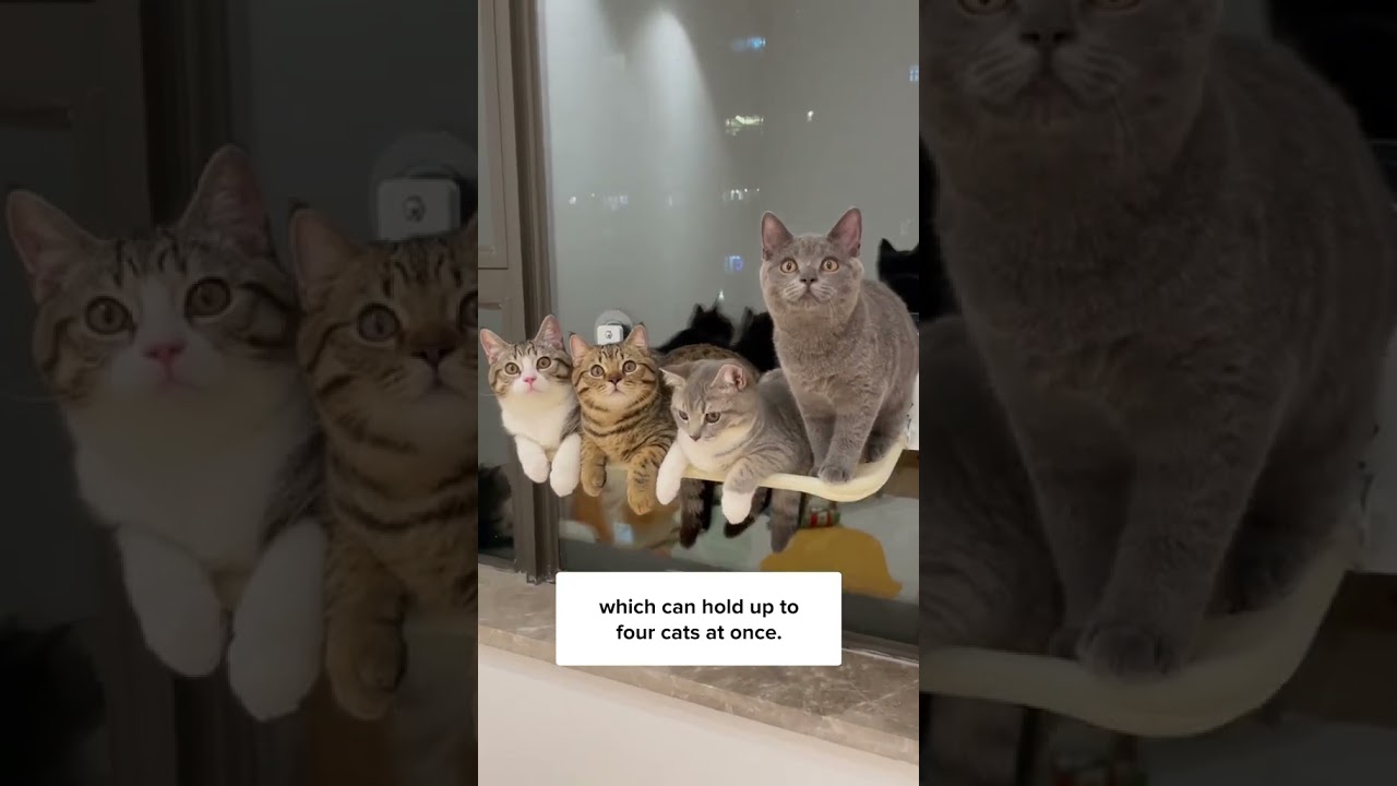 Fordable Cat Window Perch Cordless Hammock with 4 Strong Suction Cups Windowsill Cat Beds Seat