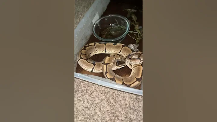 How to handle a your aggressive snake part 3 : “Hallow” this time while spot cleaning #snakelife