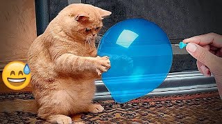 🤣🙀 Best Cats and Dogs Videos 😹🤣 Funny Animal Videos 2024 #17