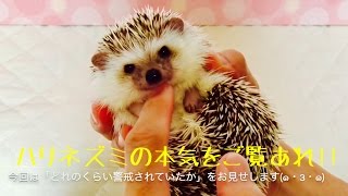 ハリネズミつゆの完全防御状態