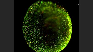 Zebrafish embryo development using light sheet fluorescence microscopy