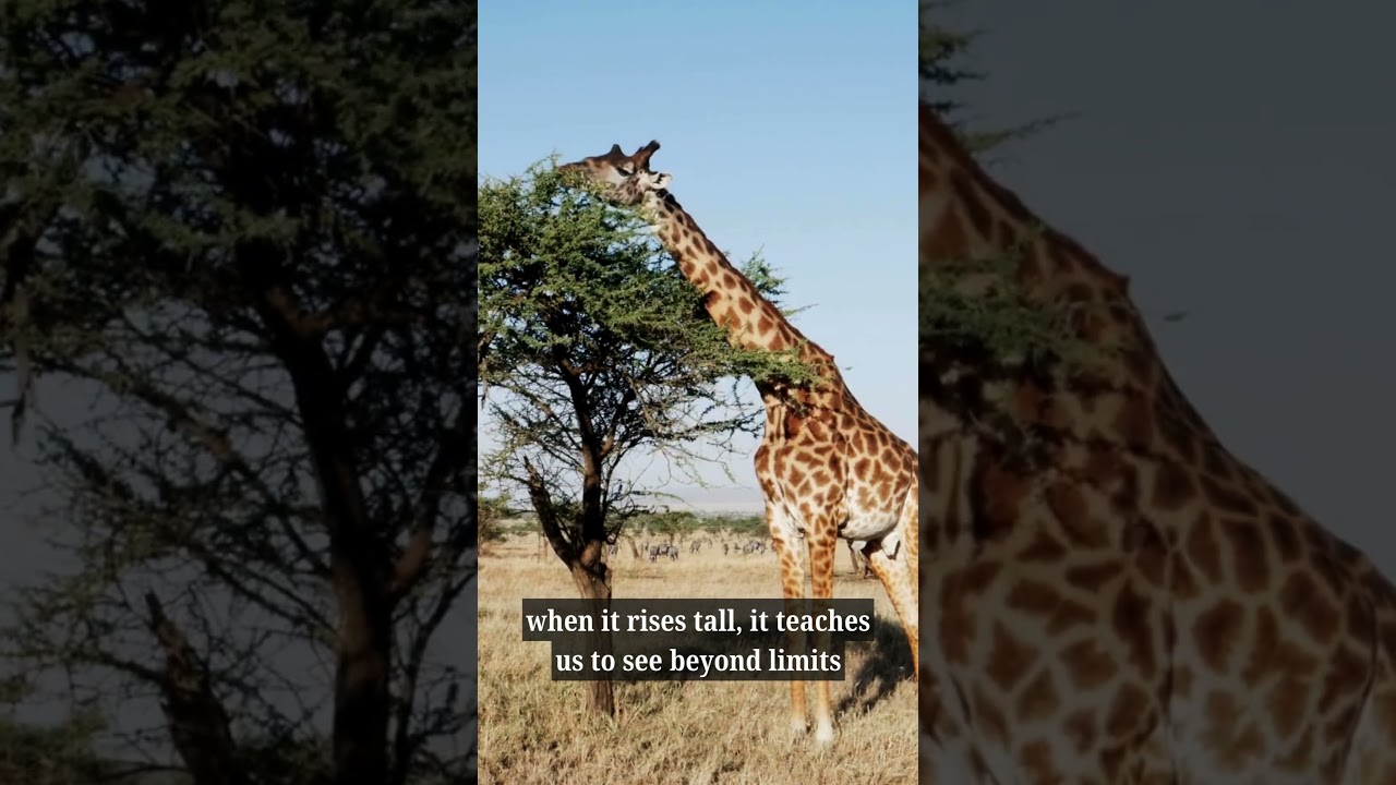 Strength & Humility | Life Lessons from the Jungle 