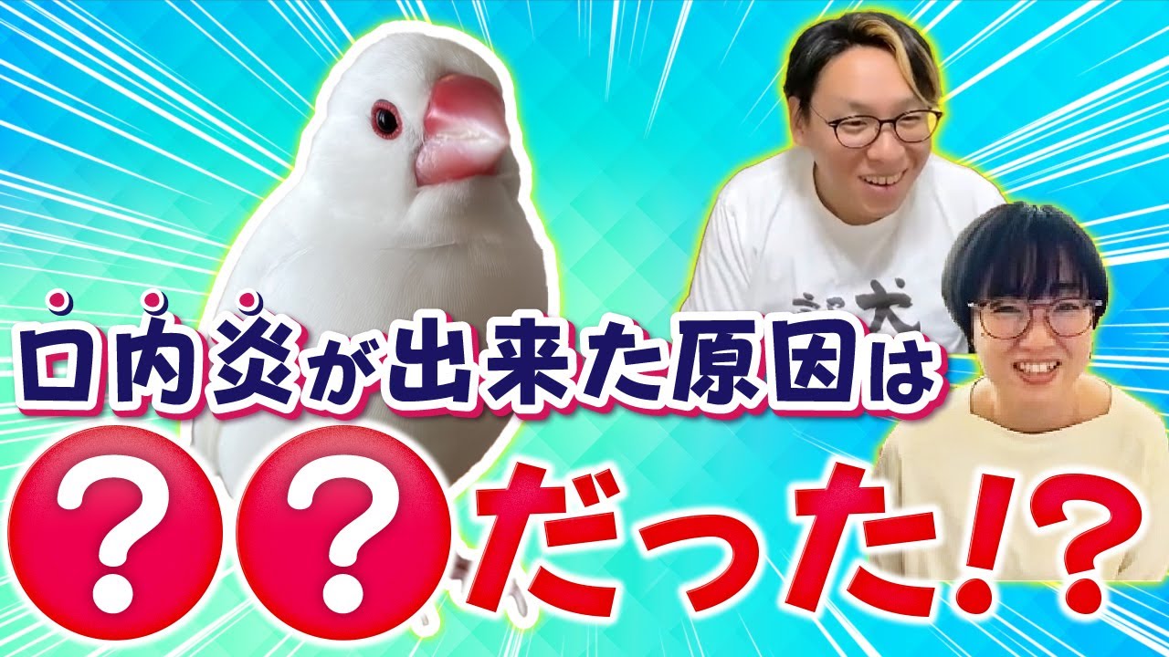【動物とお話】文鳥と話したら凄い事が発覚した❗️