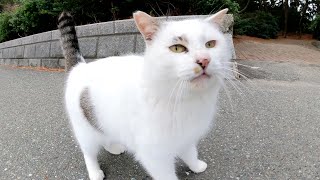 フワフワな毛並みのマロ猫が可愛い声で鳴きながら甘えてきた