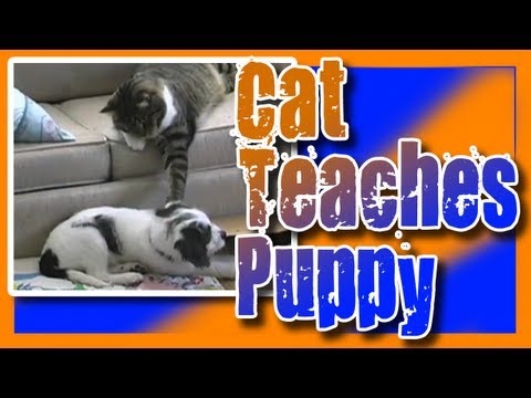 cat-teaches-puppy
