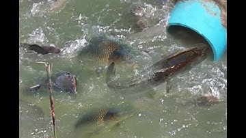 Creative Boy Make Fish Trap Using Plastic Bottle & PVC VS Basket Fishing Trap To Catch A Lot  Fish