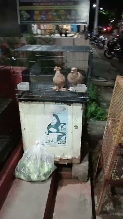 pigeons#rabit#lobe birds#fish#golden fish#aqua 🐠🐟 shop