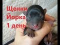 Рождение щенков йорка. Первый день жизни.