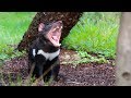 Diable de tasmanie  pastille  pairi daiza  tasmanian devil  tasmaanse duivel 