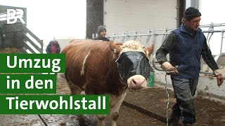 Mehr Tierwohl für Kühe: Umzug von der Anbindehaltung in den Kompostierungsstall | Unser Land | BR