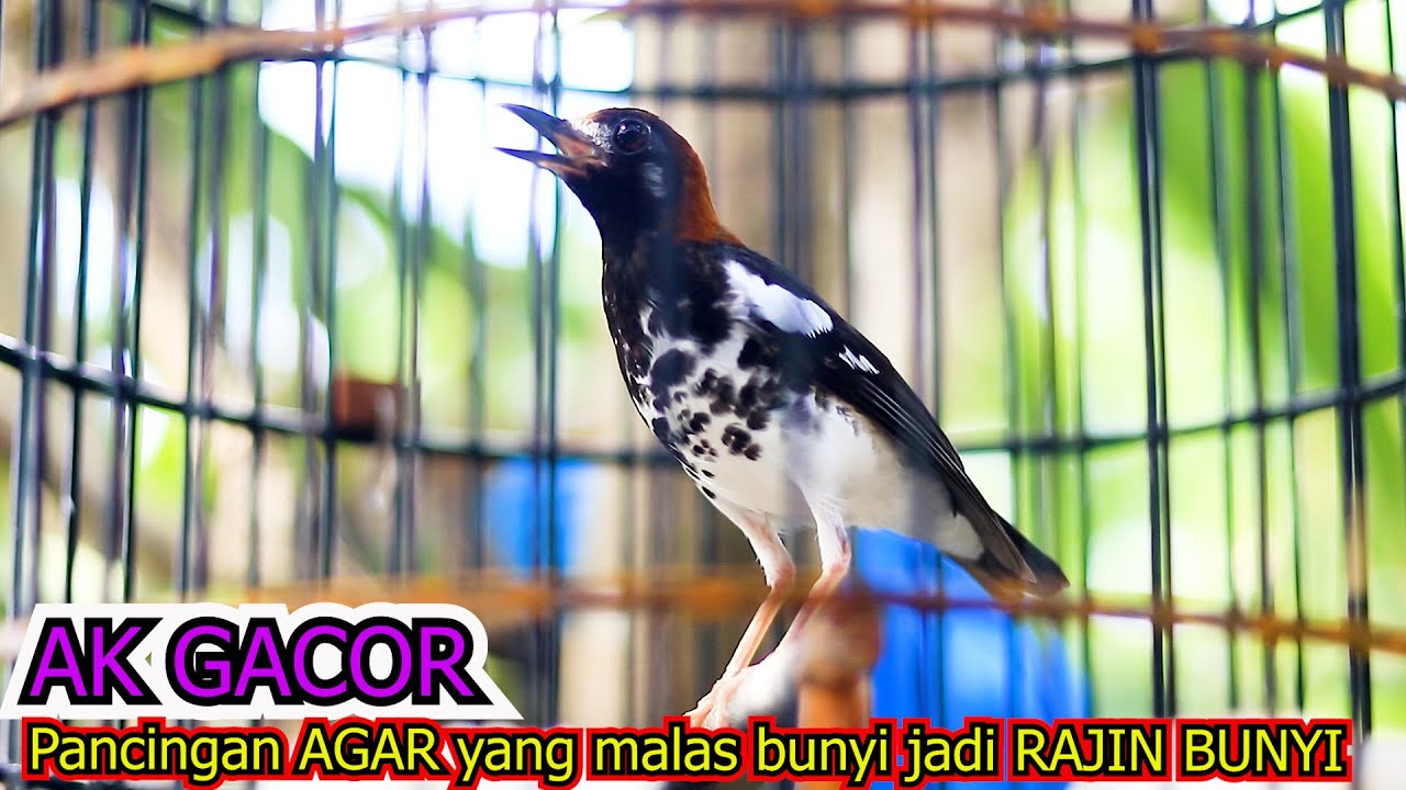 ANIS KEMBANG GACOR NGEROL, 100% JITU RANGSANG EMOSI ANIS KEMBANG MALAS BUNYI CEPAT GACOR