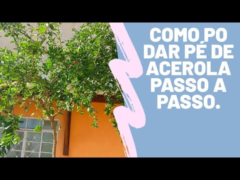 Como podar pé de acerola passo a passo.