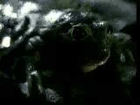 Original Budweiser Frogs Commercial