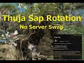 Black Desert Online - Thuja Sap Rotations (No Server Swaps) - YouTube