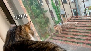 When Nobu meets a squirrel 🐿️ 