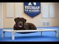 Rolo (Chocolate Lab) Boot Camp Dog Training Video Rolo (Chocolate Lab) Boot Camp Dog Training Video