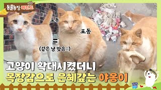 [TV 동물농장 레전드/SUB] 고양이 확대시켰더니 목장갑으로 은혜 갚는 야옹이  #TV동물농장 #AnimalFarm #SBSstory