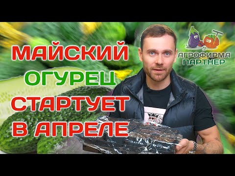 Сеем огурцы для раннего урожая  семена огород огурцы