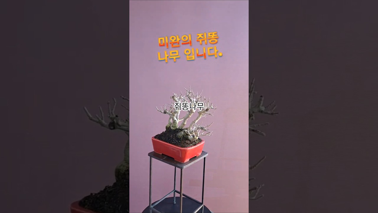 쥐똥나무 #イボタノキ