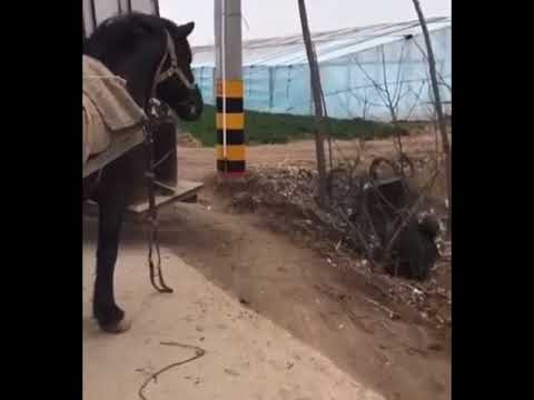 شاهد كيف ساعد الحصان هذا الشخص المعاق سبحان الله