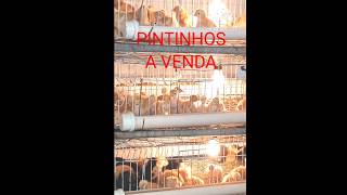 PINTINHOS CAIPIRA A VENDA EM PESQUEIRA PE.#shortsviral #shortsfeed #videoshorts