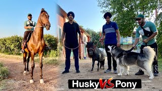 Sultaan Vs Pony Horse😱