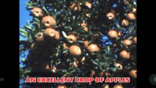 Kauffman's Fruit Farm & Market - Clips from 1959