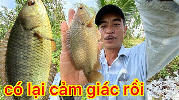 CÂU CÁ THIÊN NHIÊN TOÀN RÔ ĐỒNG MẬP Ú