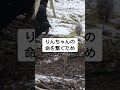 【野良猫保護】2/22今日は猫の日、すべての猫ちゃんが幸せになりますように
